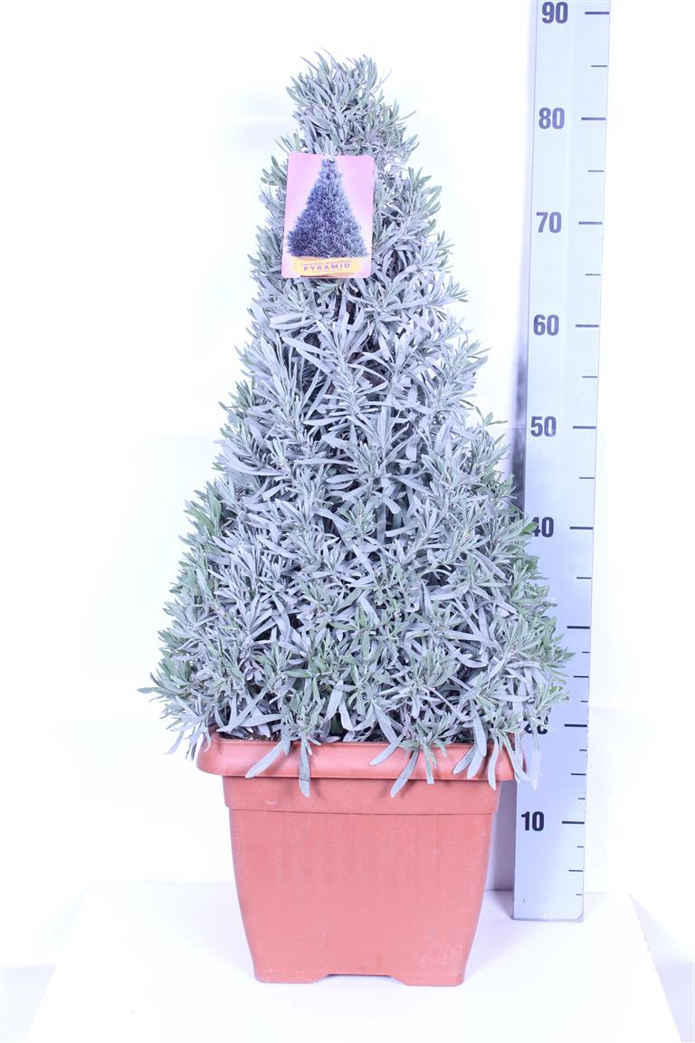 Lavandula officinalis 30 cm kruka (konformad)