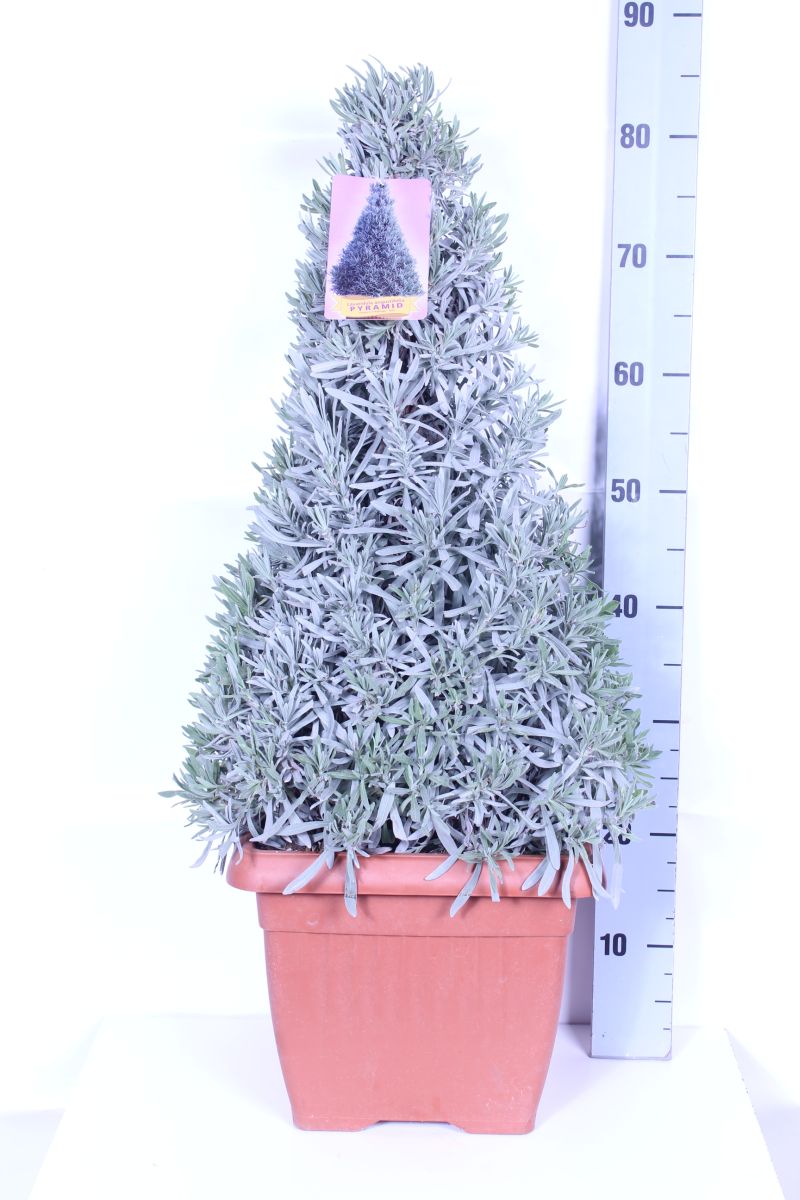 Lavandula officinalis 30 cm kruka (kägelformad)