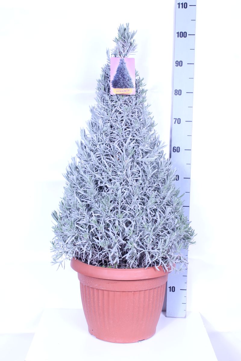 Lavendel officinalis - P35 CONE