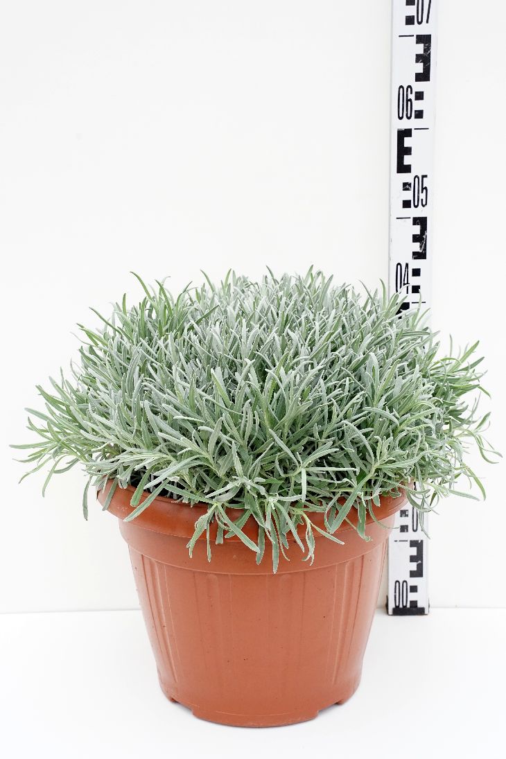 Lavandula officinalis 35 cm kruka (Buske)