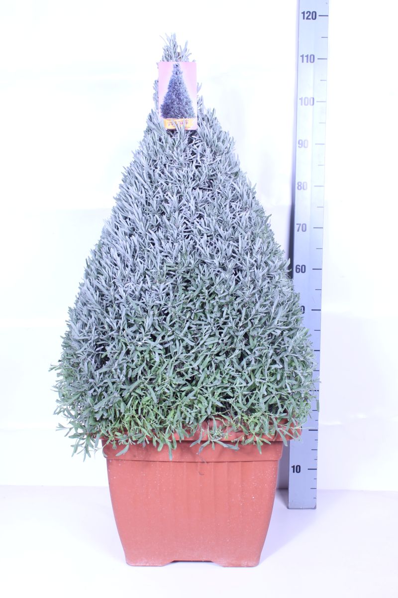 Lavendel officinalis - P45 CONE