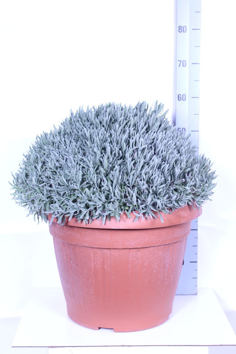 Lavandula officinalis - 45 cm kruka (buske)