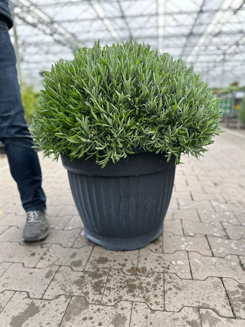Lavandula officinalis 65 cm kruka, buske