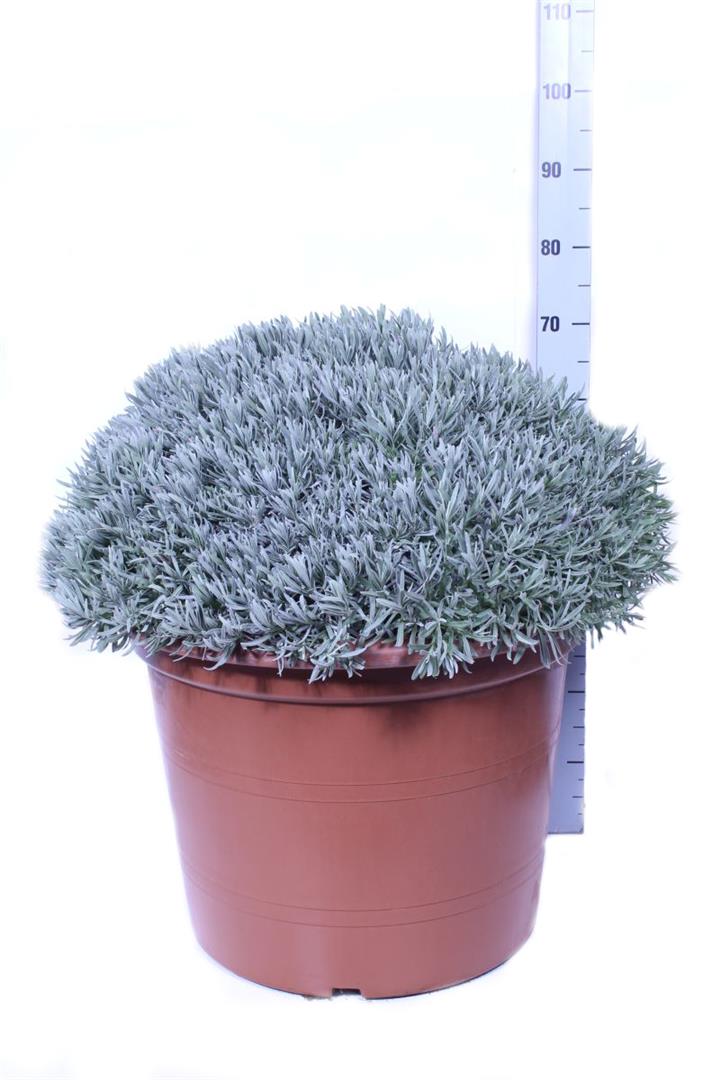 Lavandula officinalis 65 cm kruka, buske