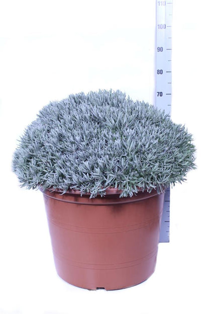 Lavandula officinalis 65 cm kruka, buske