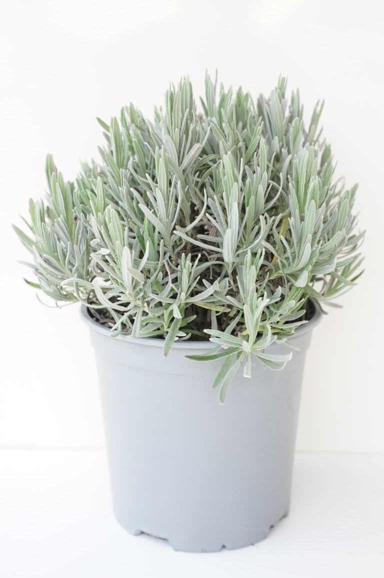 Lavandula officinalis (Äkta lavendel) C2,5 (2,5 liters kruka / 18 cm kruka)
