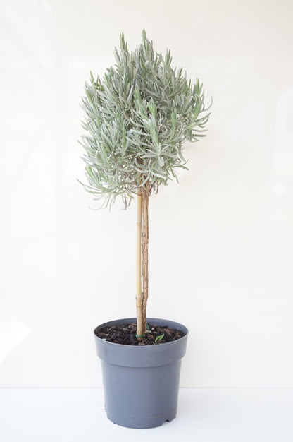 Lavandula officinalis 60 cm stam C2,5 (2,5 liters kruka) / 18 cm kruka