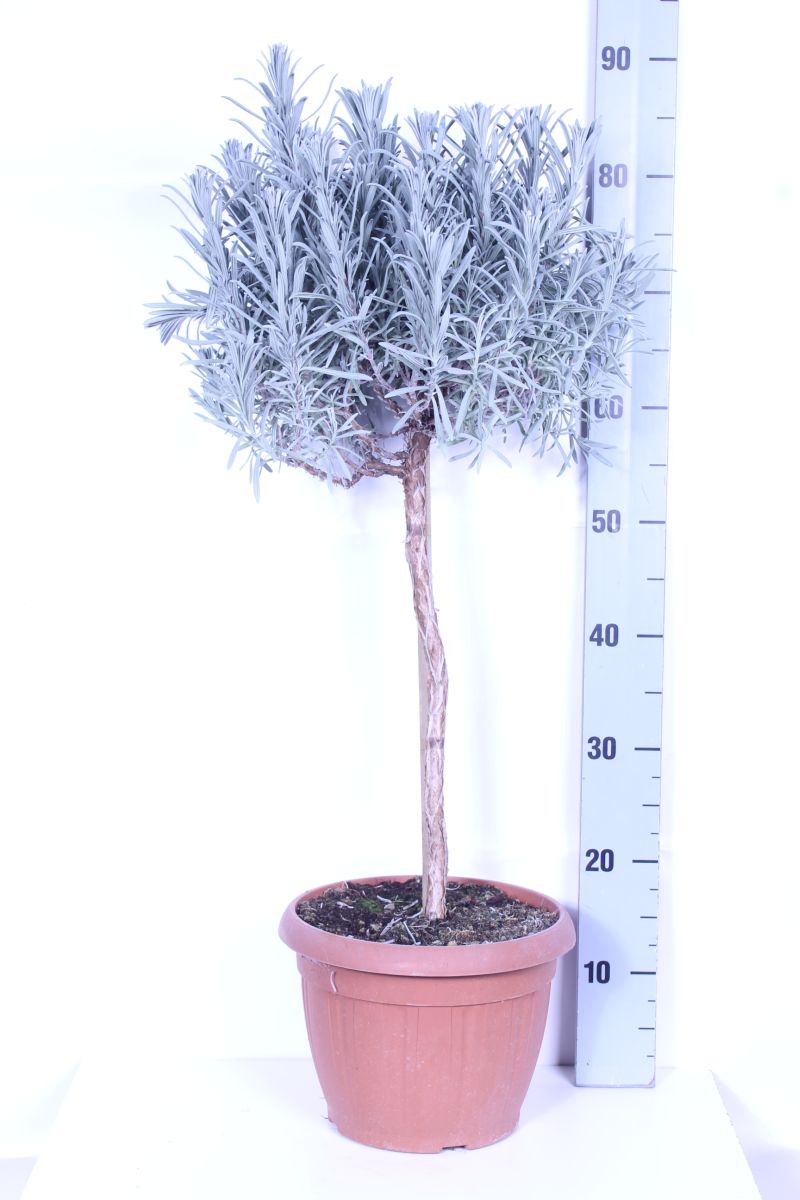 Lavandula officinalis 60 cm stam C6 (6 liters kruka)