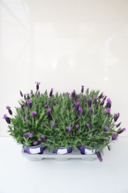 Lavandula stoechas - C1,5 (1,5 liters kruka) / 14 cm kruka