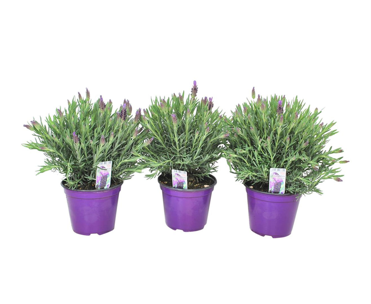 Lavandula stoechas - C1,5 (1,5 liters kruka) / 14 cm kruka