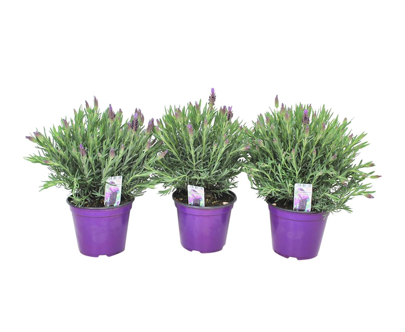 Lavandula stoechas C1,5 (1,5 liters kruka) / 14 cm kruka