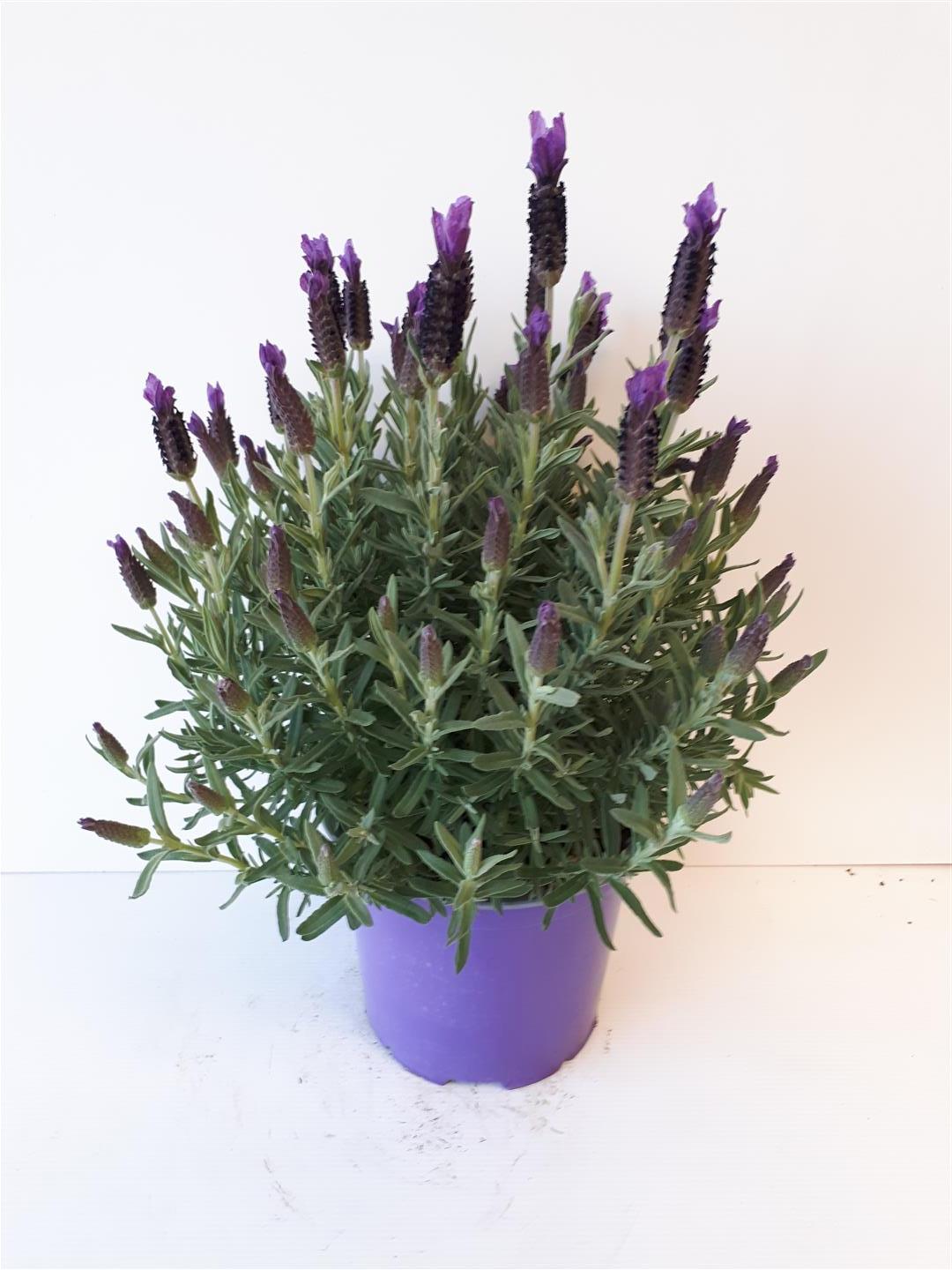 Lavandula stoechas C2,5 (2,5 liters kruka / 18 cm kruka)