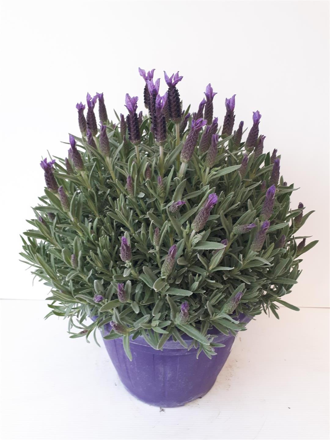 Lavandula stoechas C6 (6 liters kruka) / 25 cm kruka