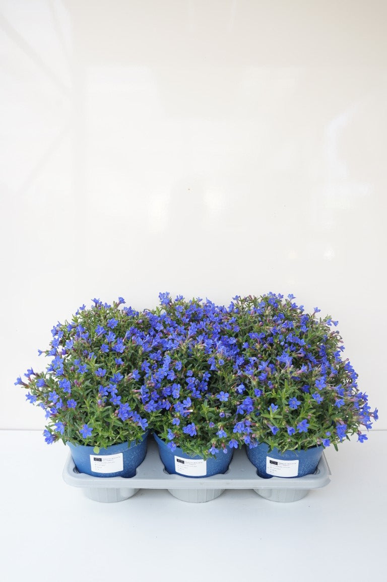 Lithodora d. &