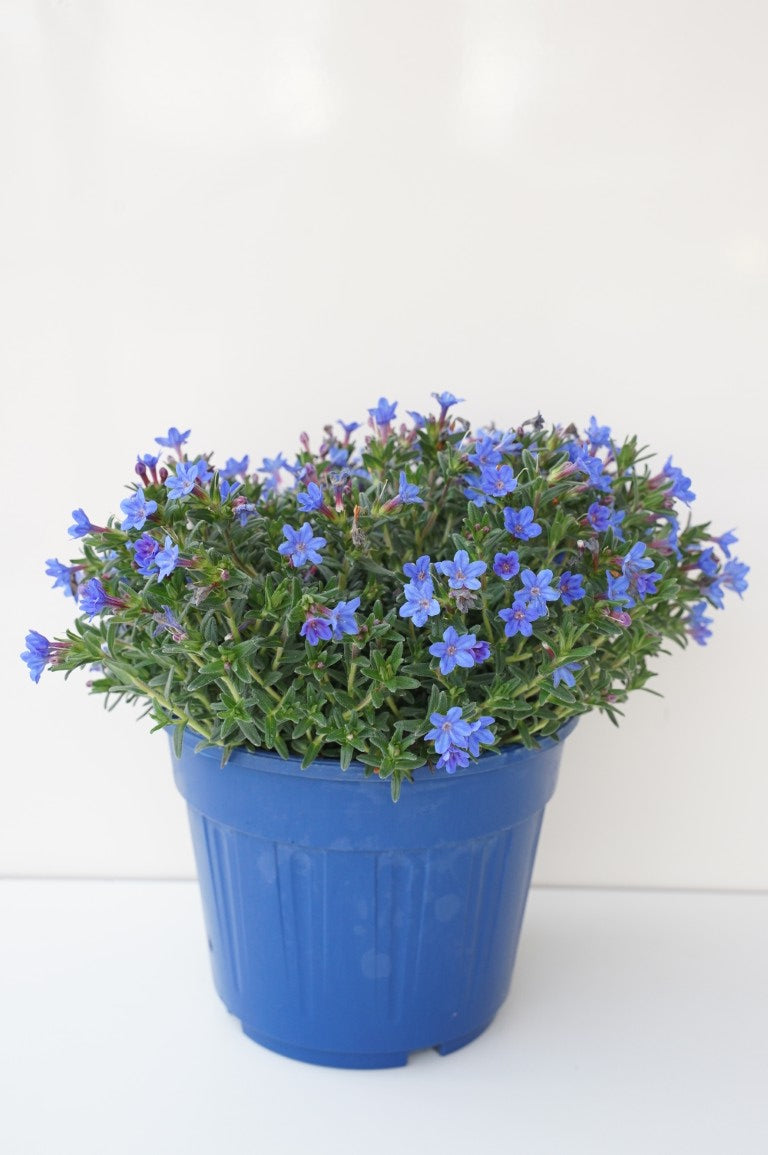 Lithodora d. &