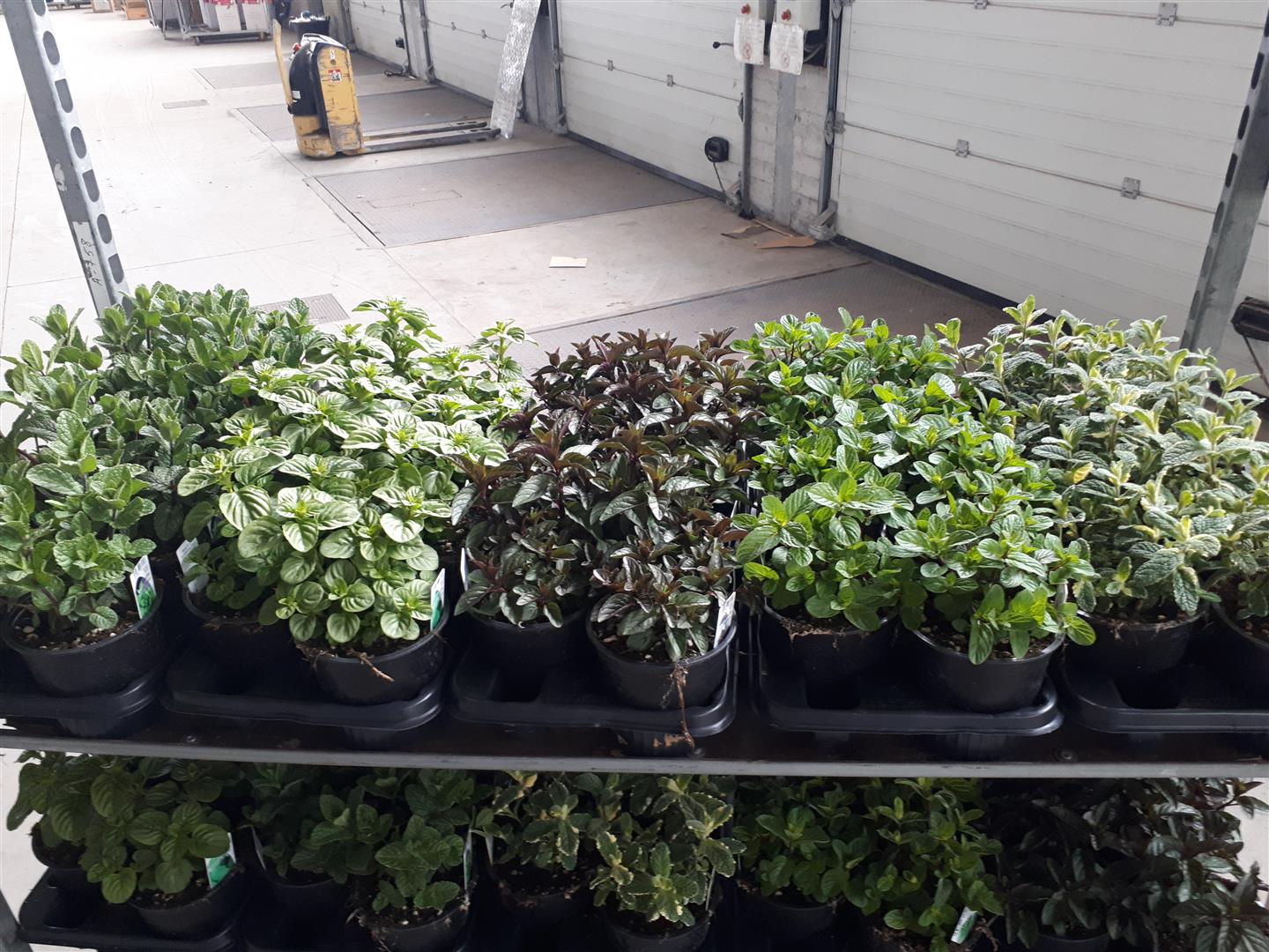 Mentha i sorter C2,5 / 18 cm kruka