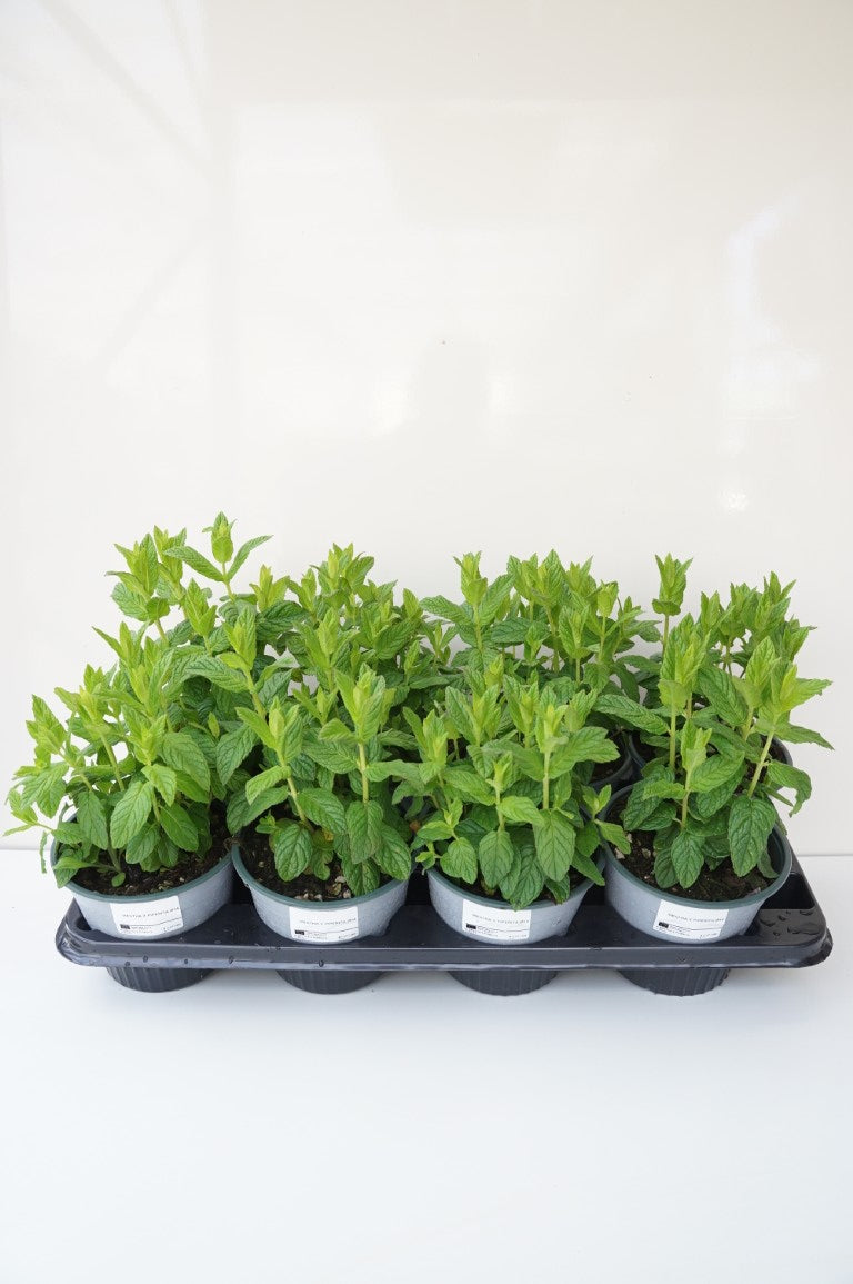 Mentha piperita - 9 cm kruka