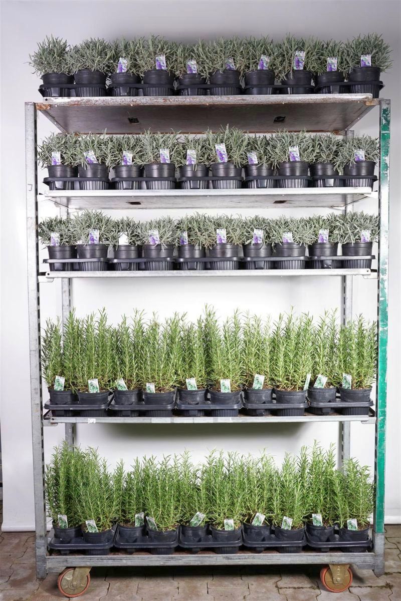 Mix Lavandula/Rosmarinus - C1,5/P14 ITAL. HERBS