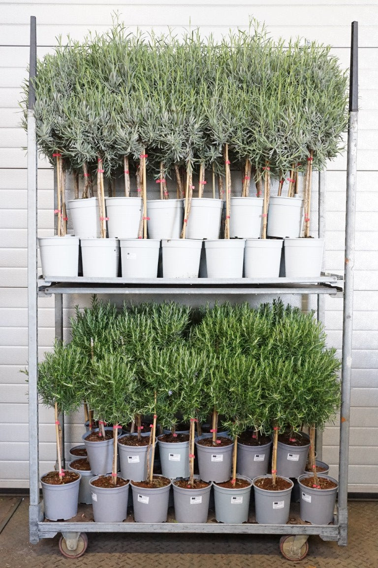 Mix Lavandula/Rosmarinus - 60 CM STEM C2,5/P18