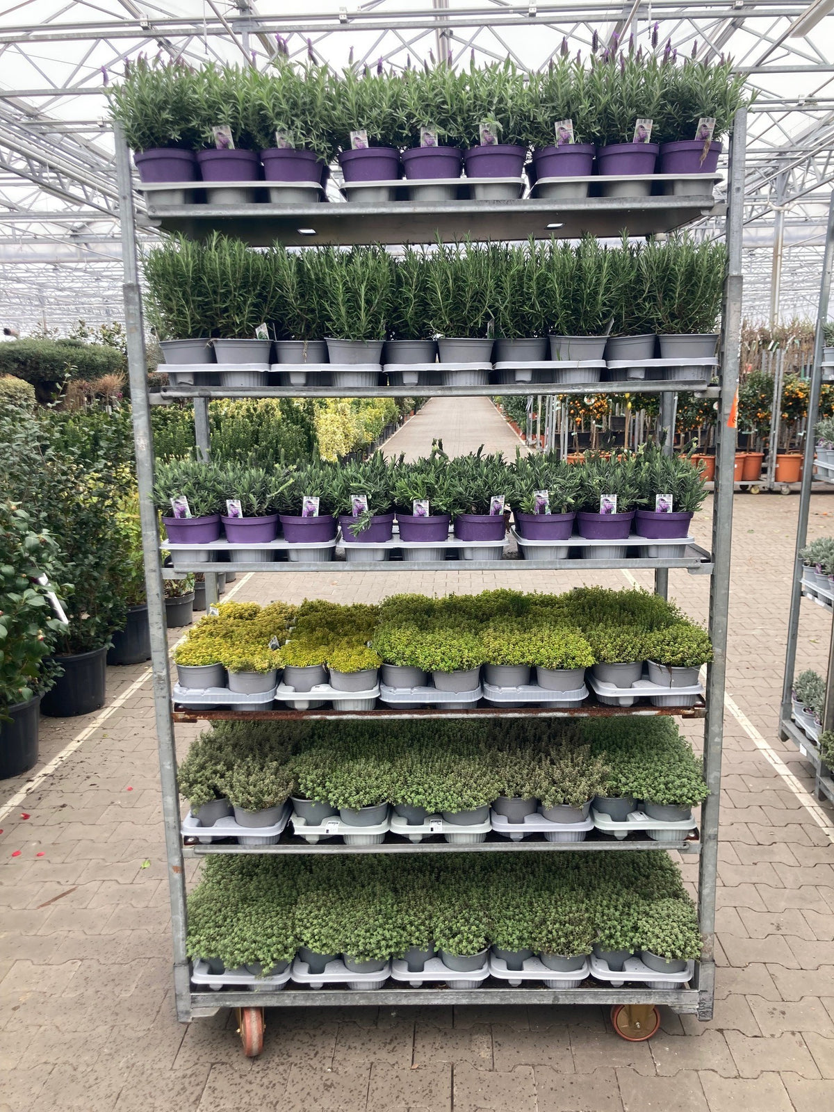 Mix Lavandula/Thymus/Rosmarinus C1,5 (1,5 liters kruka) Italienska örter