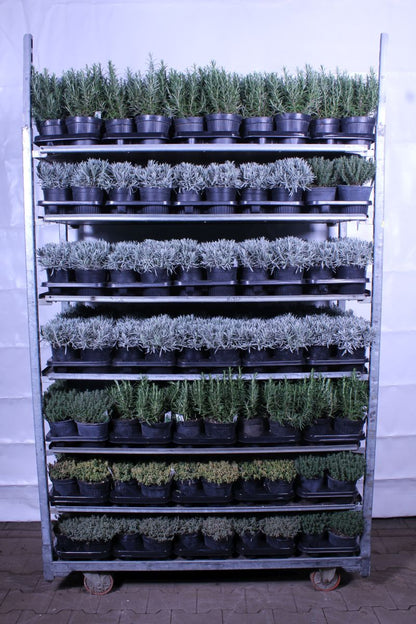 Mix Lavandula/Thymus/Rosmarinus C1,5 (1,5 liters kruka) Italienska örter