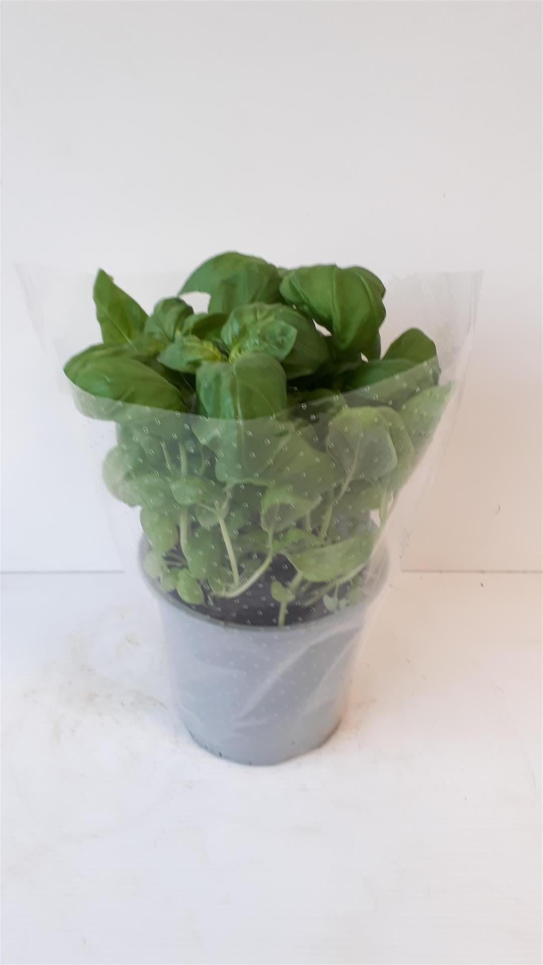 Basilika basilicum - C1,5/P14 ITAL. HERBS