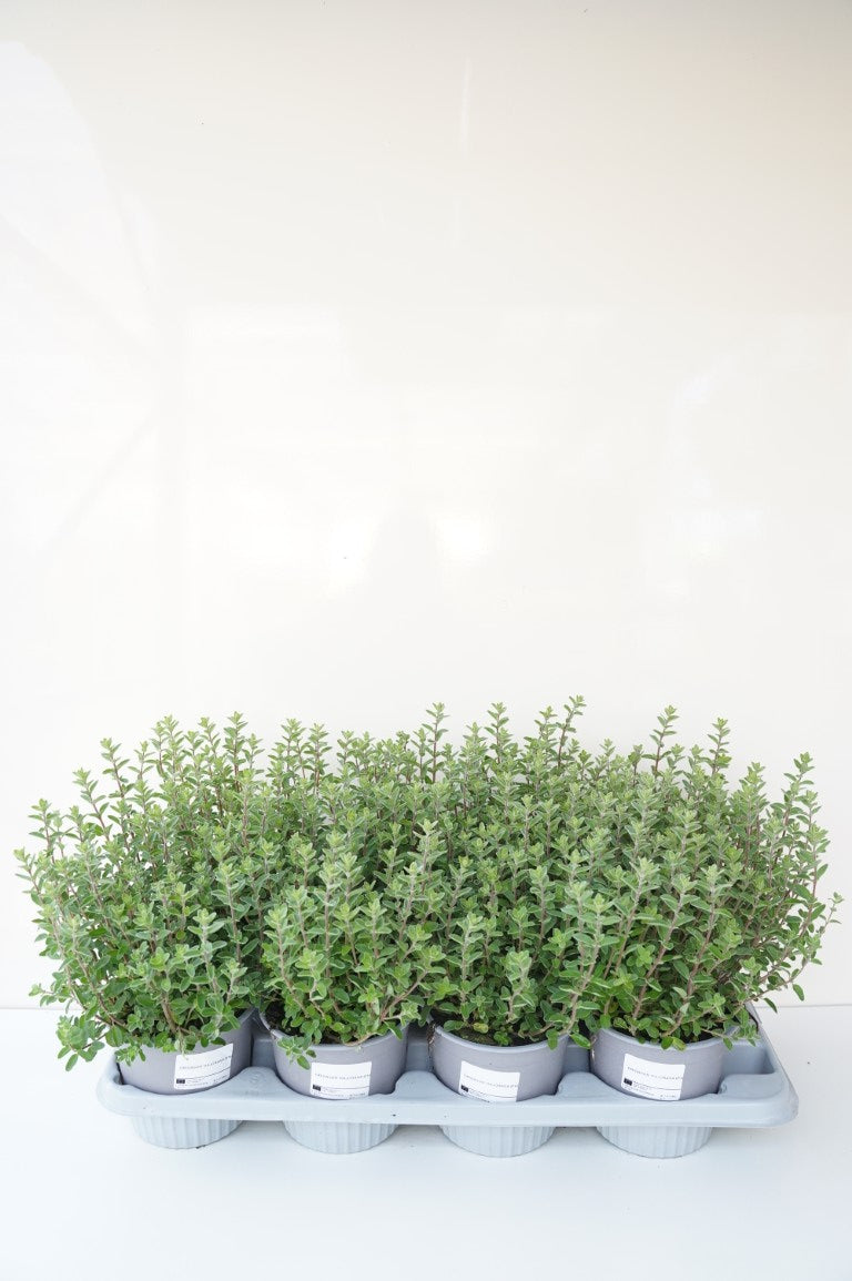 Origanum majorana (Mejram) C2,5/P18 (2,5 liters kruka)