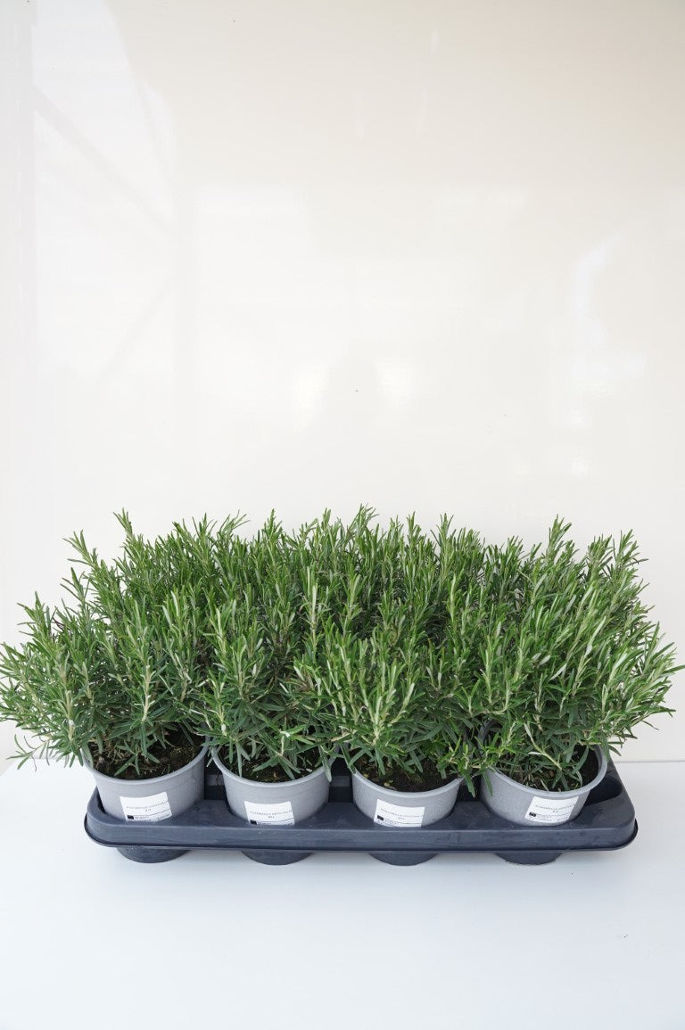 Rosmarinus officinalis C1,5 (1,5 liters kruka) / 14 cm kruka