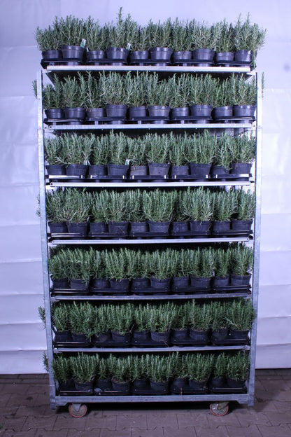 Rosmarinus officinalis C1,5 (1,5 liters kruka) / 14 cm kruka