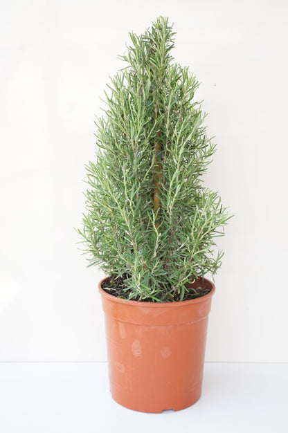 Rosmarinus officinalis C2,5 (2,5 liters kruka) konformad