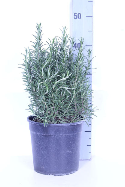Rosmarinus officinalis C2,5 (2,5 liters kruka)
