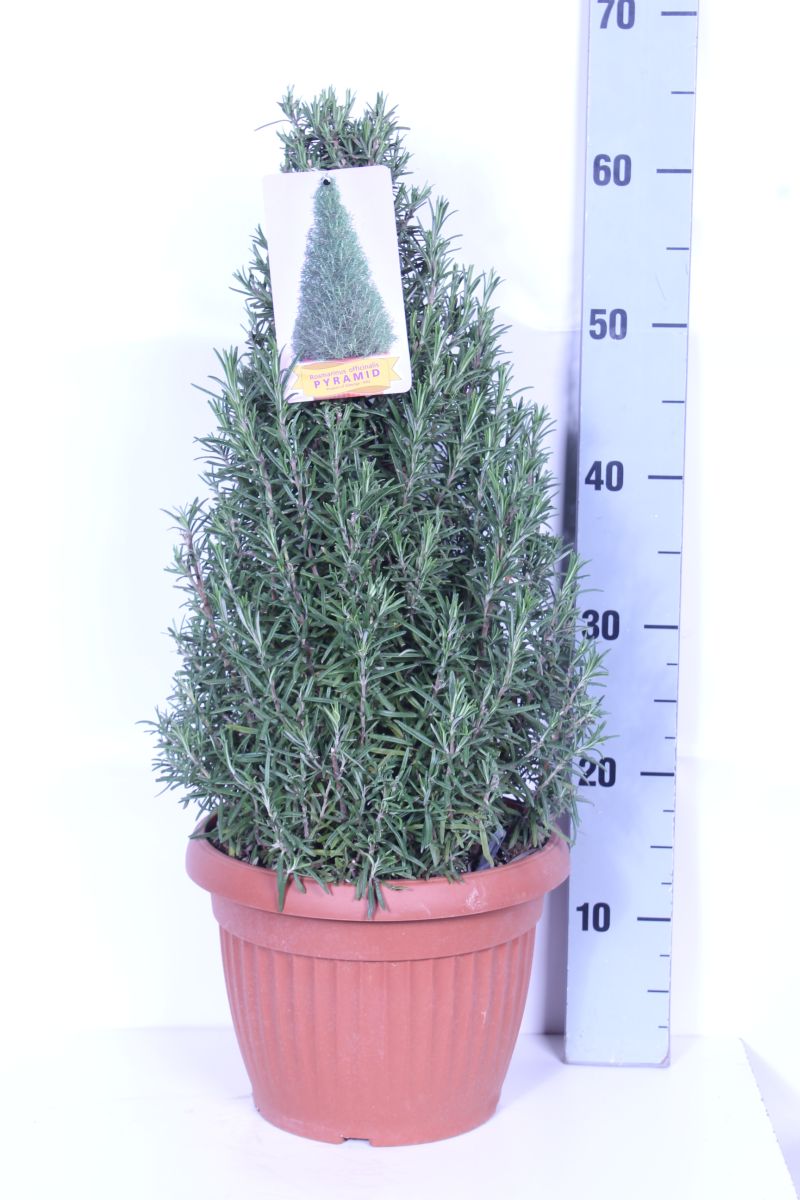 Rosmarinus officinalis 9 cm kruka