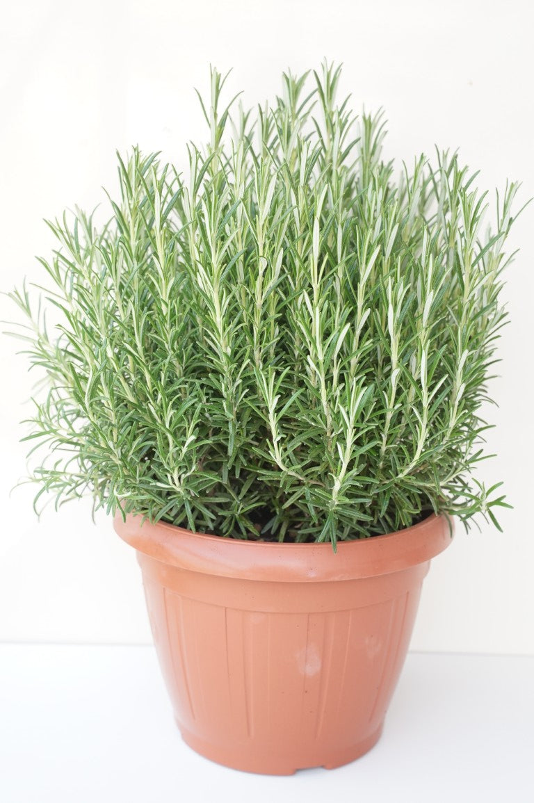 Rosmarinus officinalis C6 (6 liters kruka)