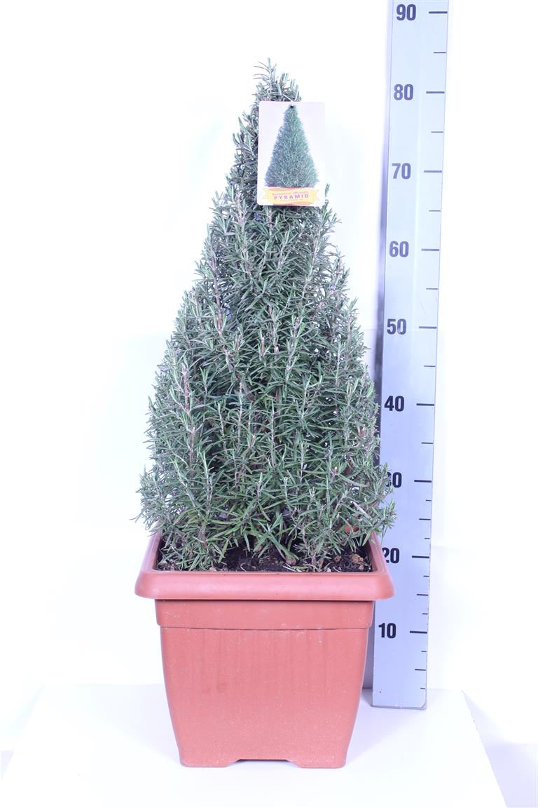 Rosmarinus officinalis 30 cm kruka kägelformad