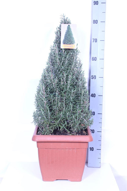 Rosmarinus officinalis 30 cm kruka kägelformad