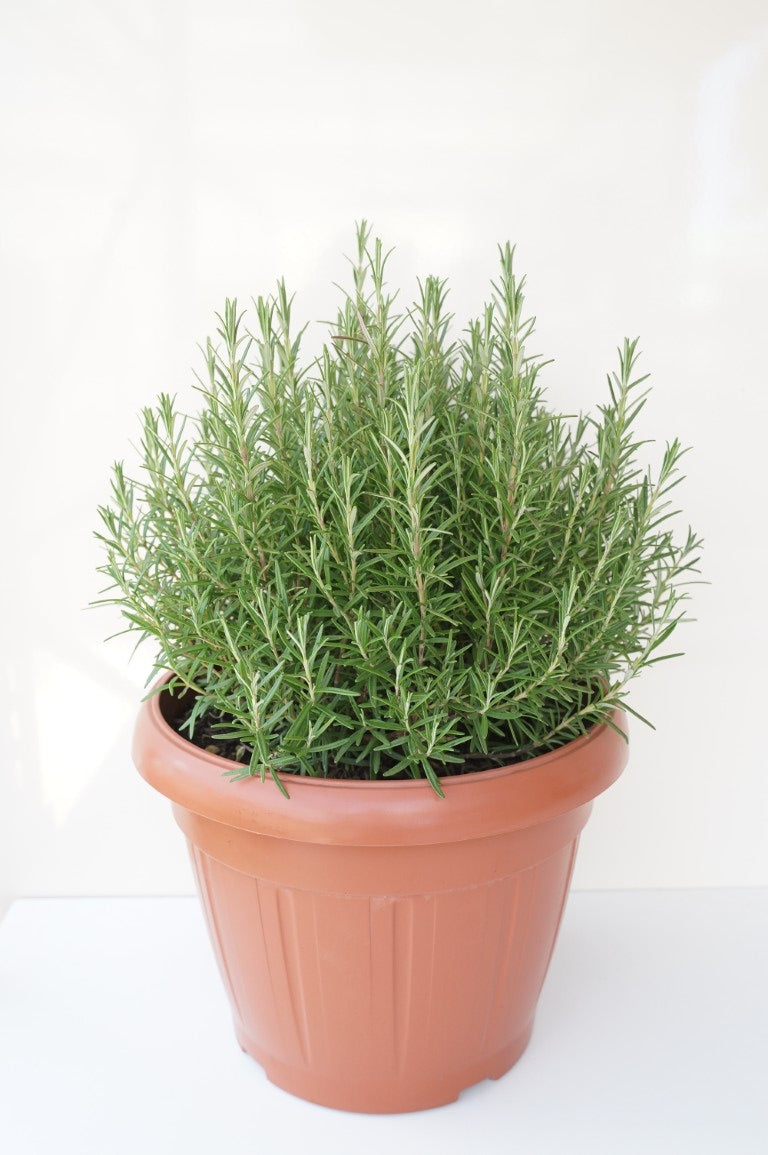 Rosmarin officinalis - P30 STRUIK