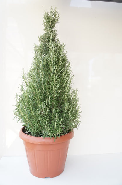 Rosmarinus officinalis - Konformad, 35 cm kruka