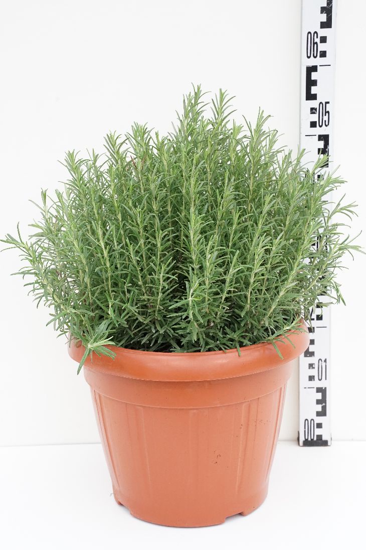 Rosmarin officinalis - P35 BUSH