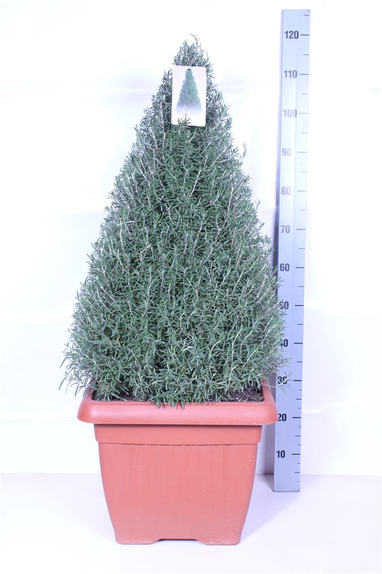 TW-2663926