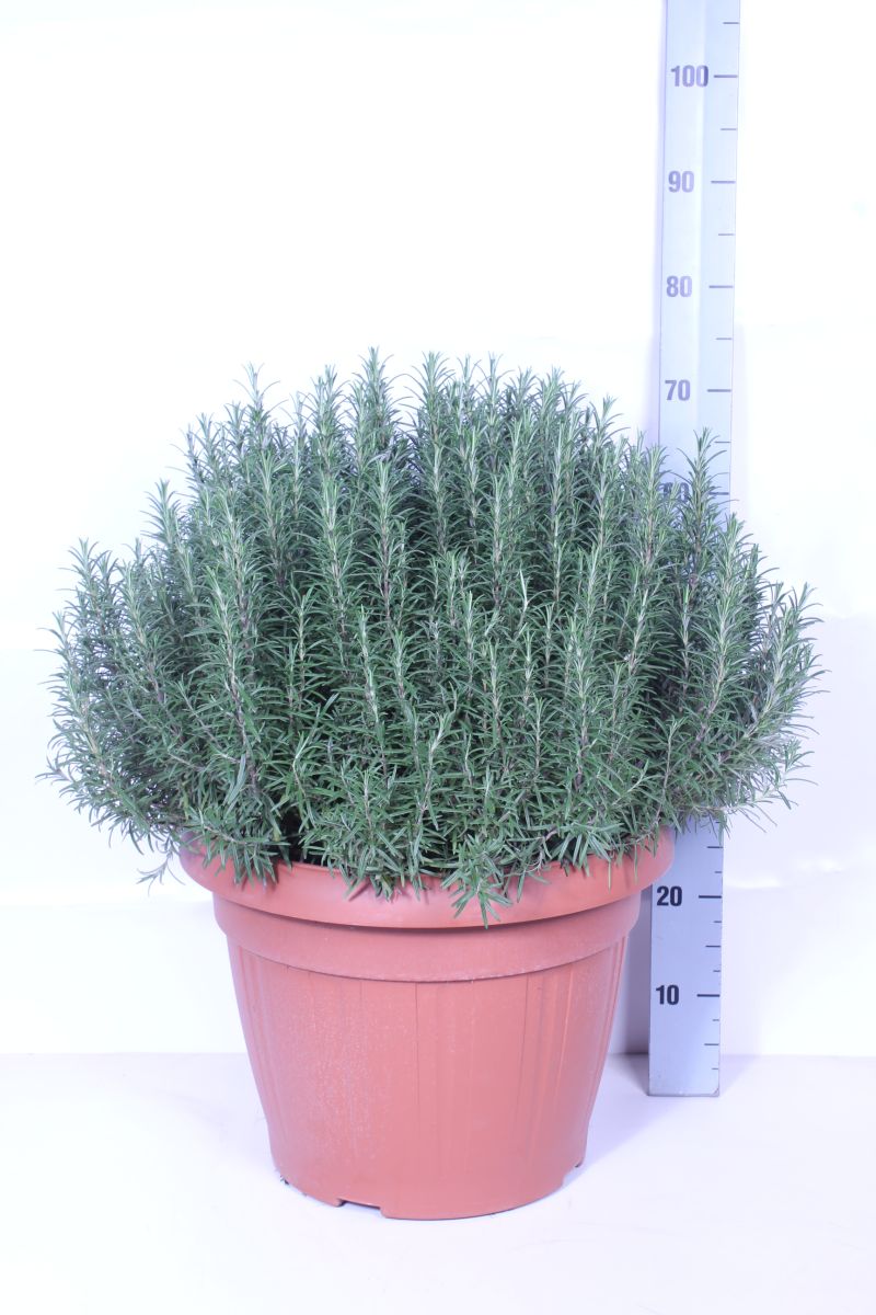 Rosmarinus officinalis - Buske i 45 cm kruka