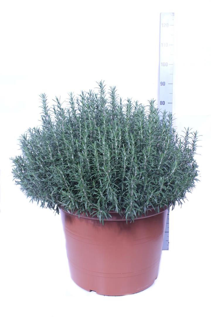 Rosmarinus officinalis 65 cm kruka, buske