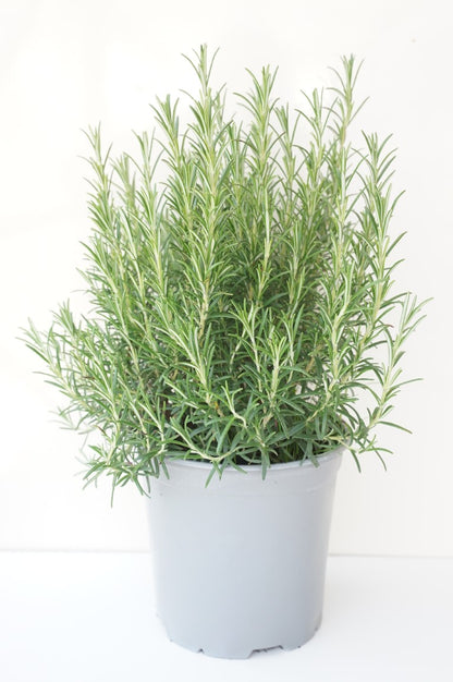 Rosmarinus officinalis C2,5 (2,5 liters kruka)