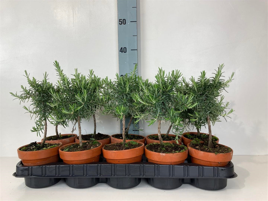 Rosmarin officinalis - 10 CM STEM P11 TERRASTONE