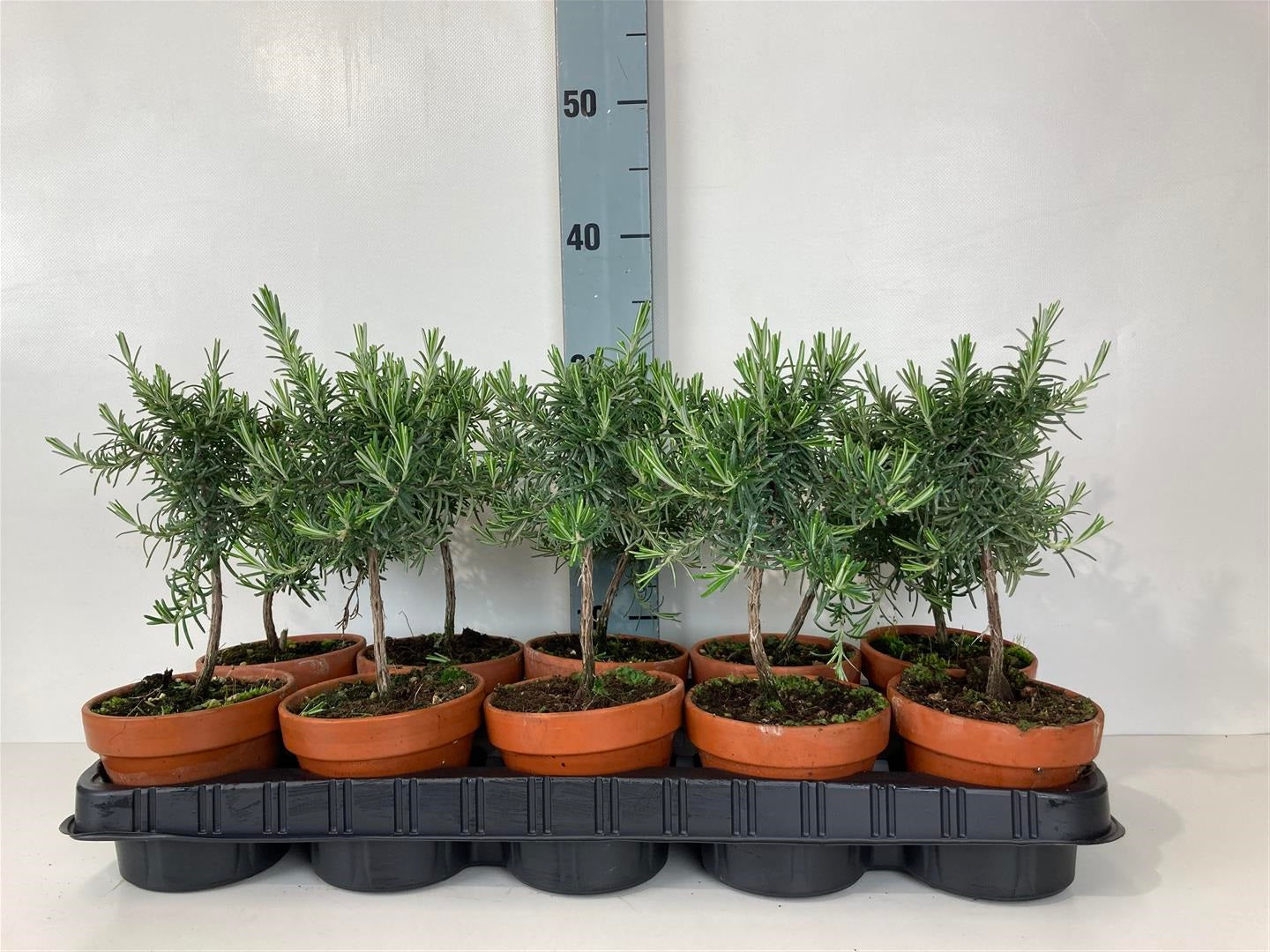 Rosmarin officinalis - 10 CM STEM P11 TERRASTONE