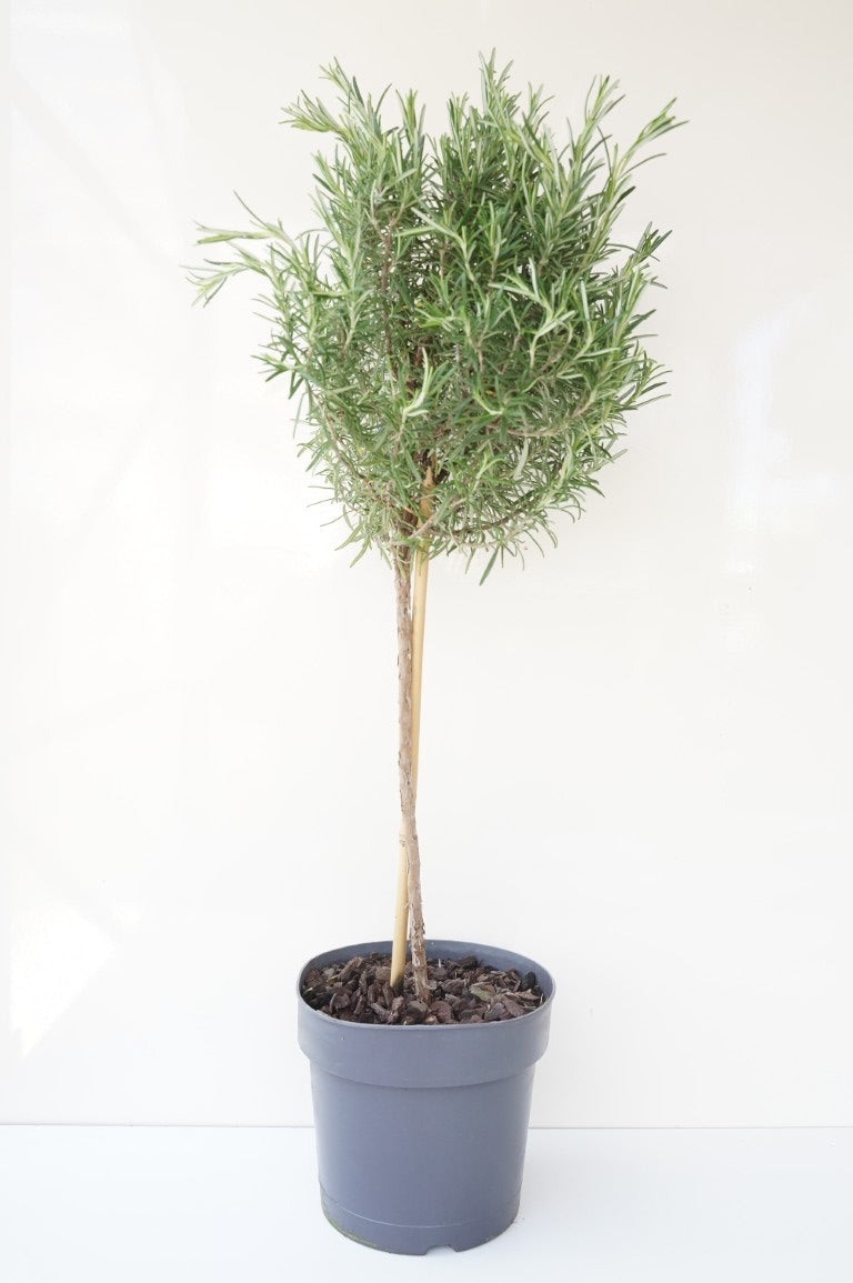 Rosmarinus officinalis på stam 60 cm C2,5 (2,5 liters kruka)