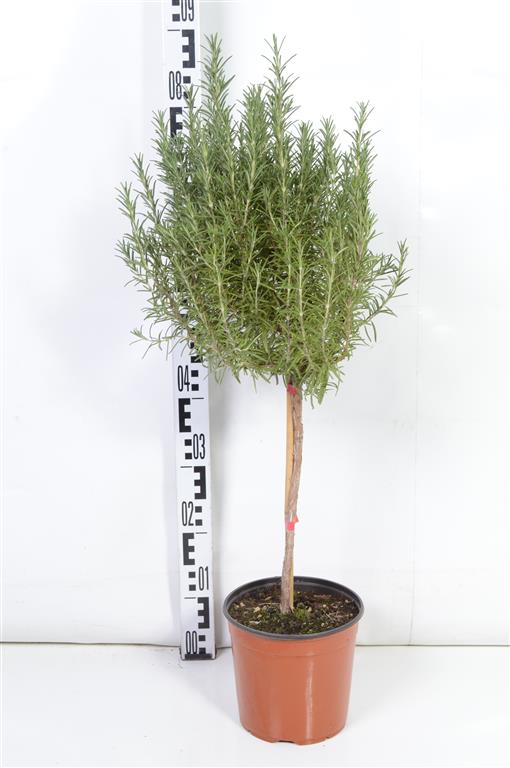 Rosmarinus officinalis på stam 60 cm C2,5 (2,5 liters kruka)