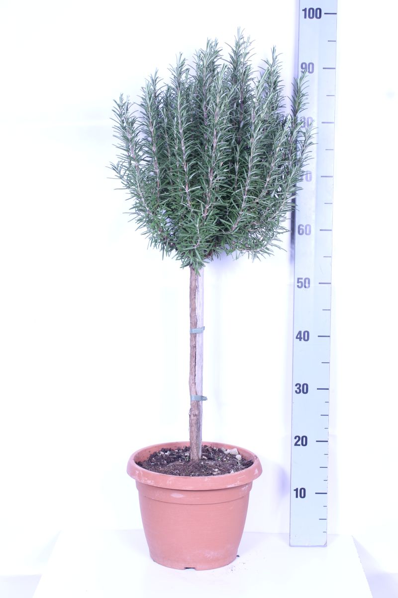 Rosmarinus officinalis 60 cm stam C6 (6 liters kruka)
