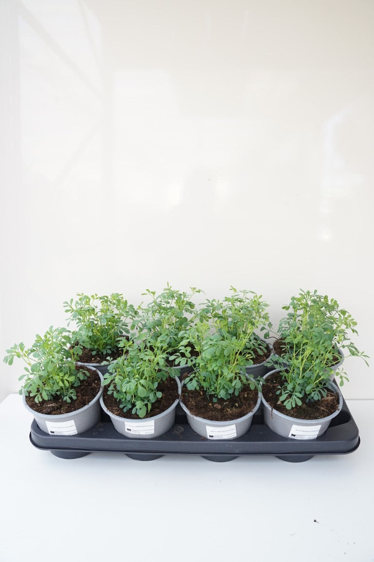 Ruta graveolens C2 (2 liters kruka)