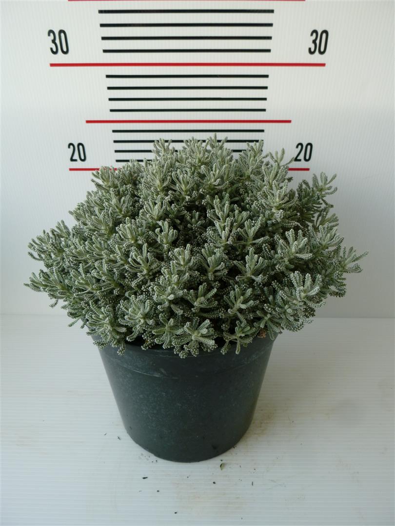 Santolina chamaecyparissus - 9 cm kruka