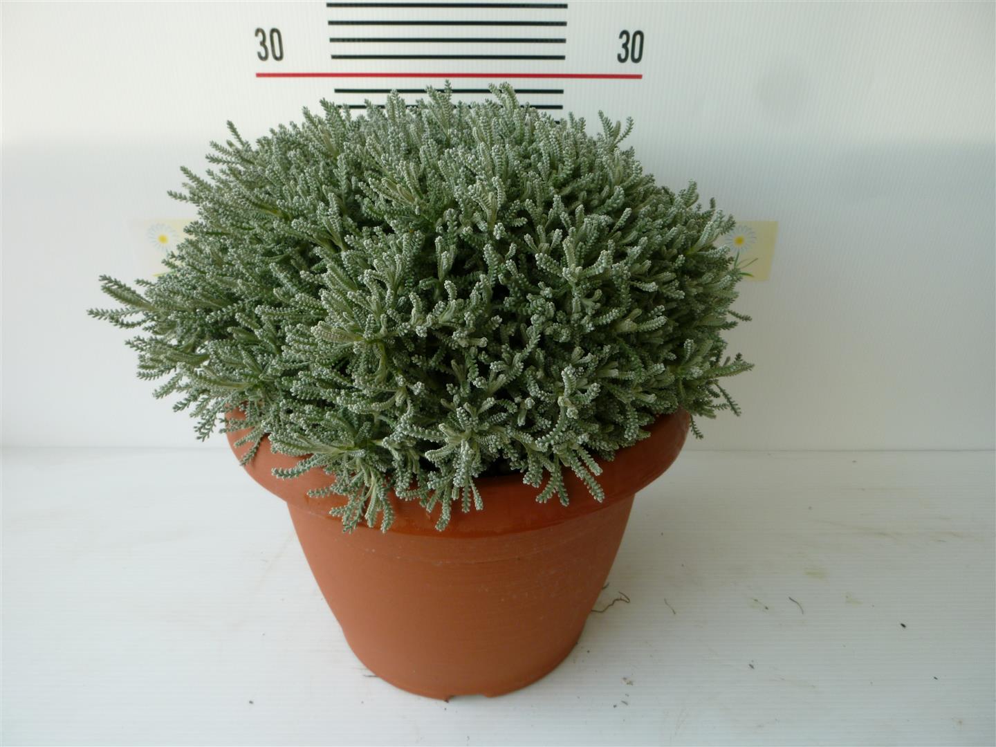 Cypresskrut chamaecyparissus - C6/P25